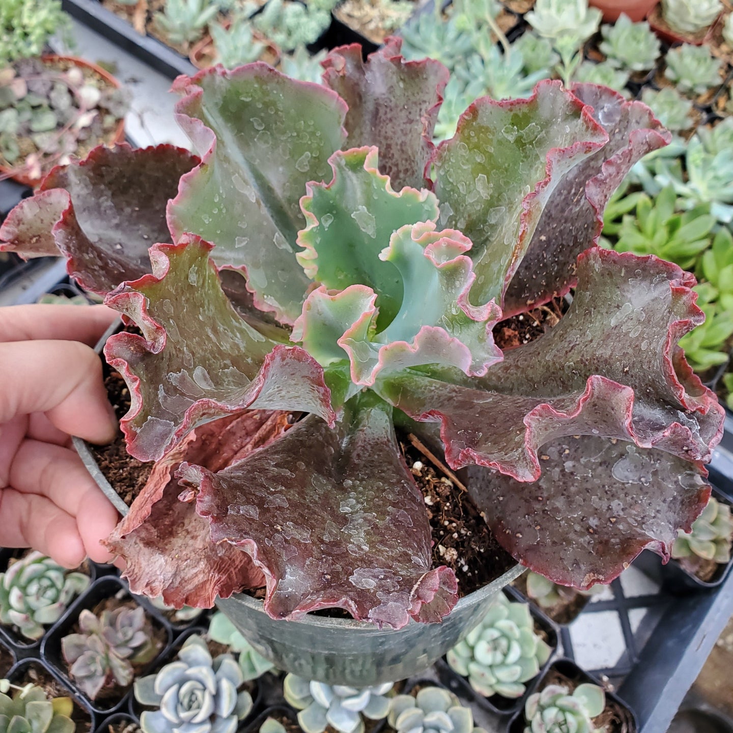 Echeveria 'Zorro'